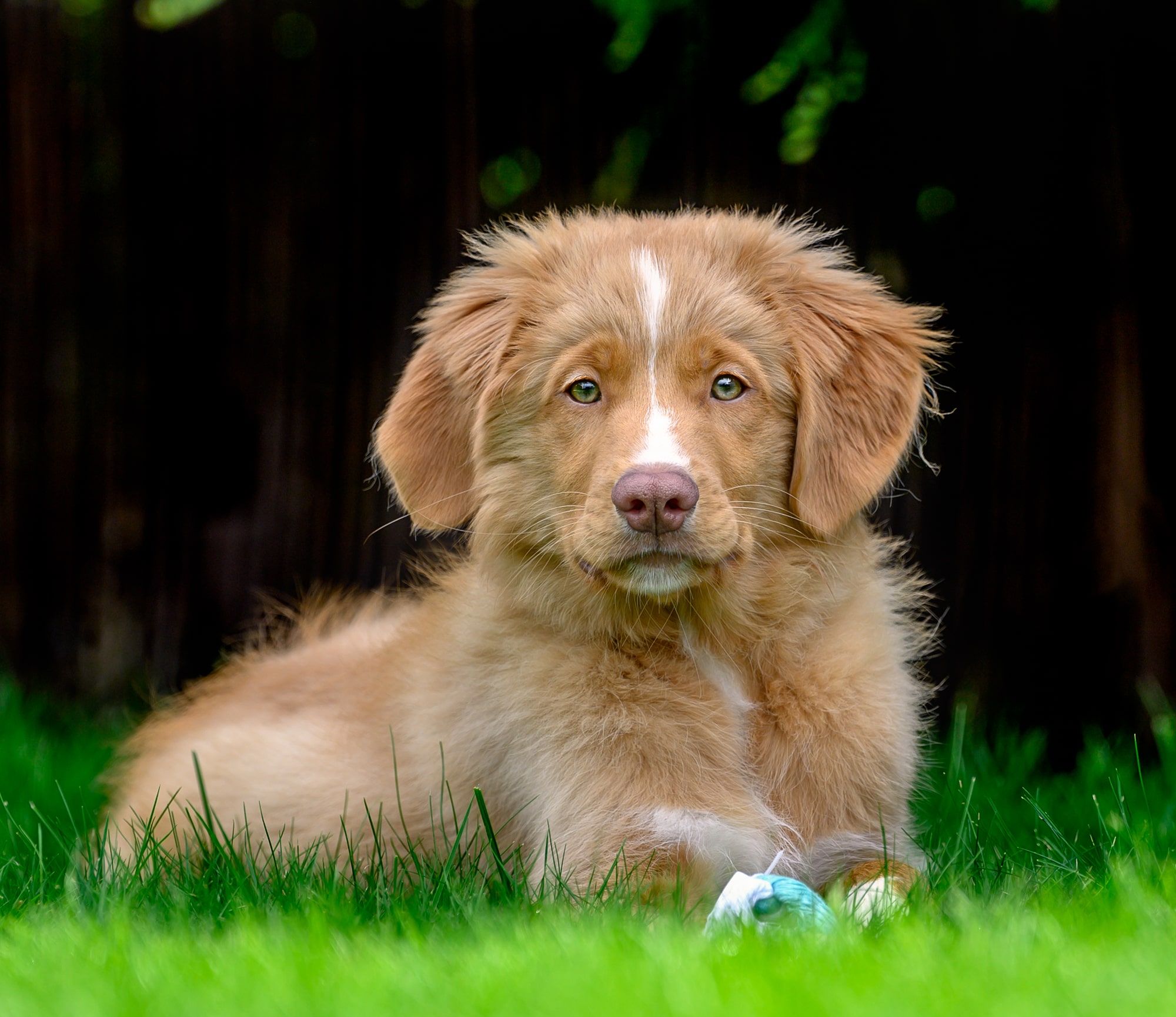 2021 New Website Images Dogs 193 min