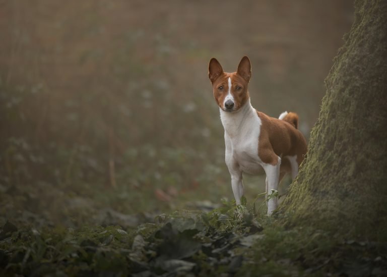Amie Barron Dog Photography London England 768x549