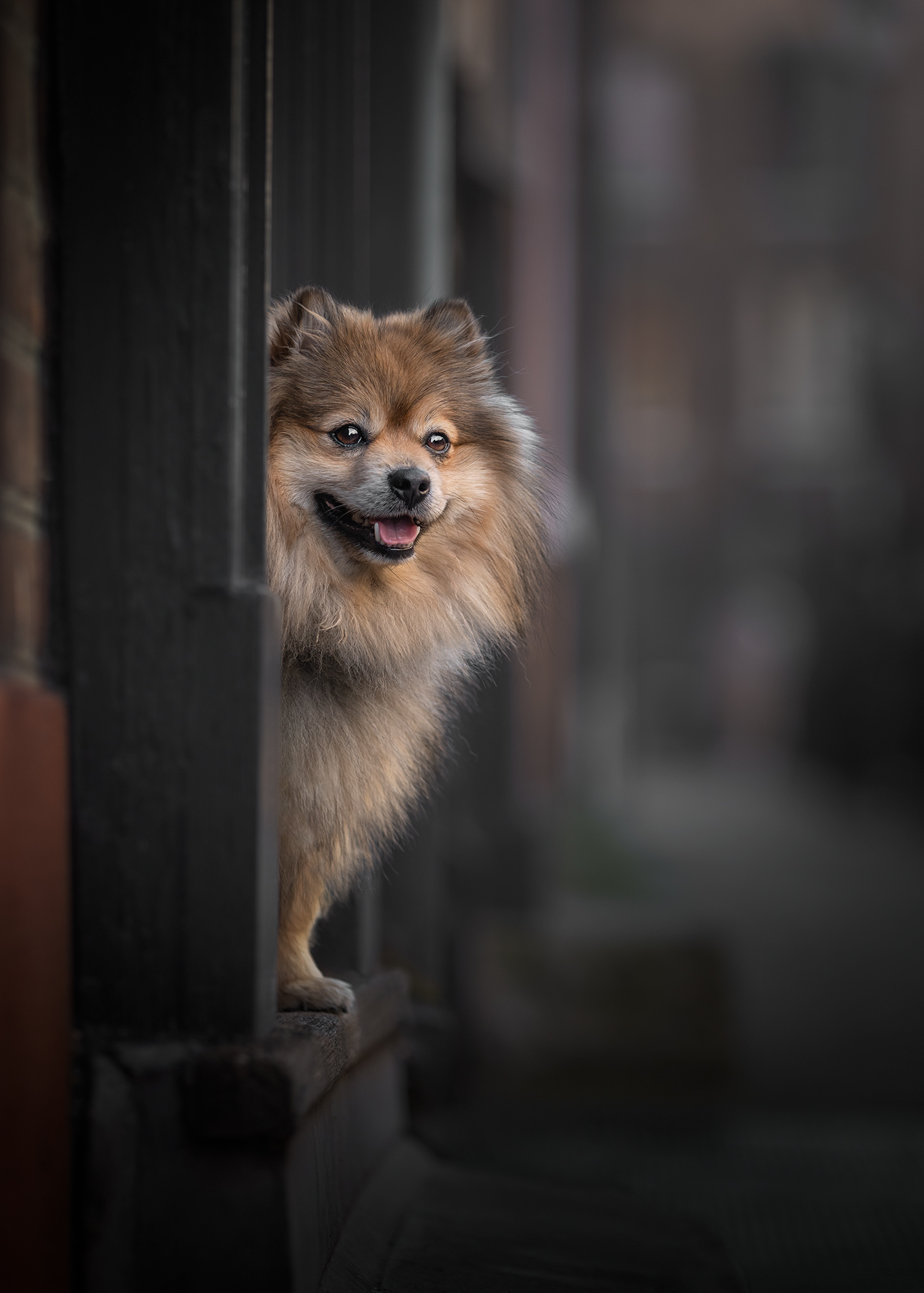 Amie Barron Pet Portrait January UK 2023 193690