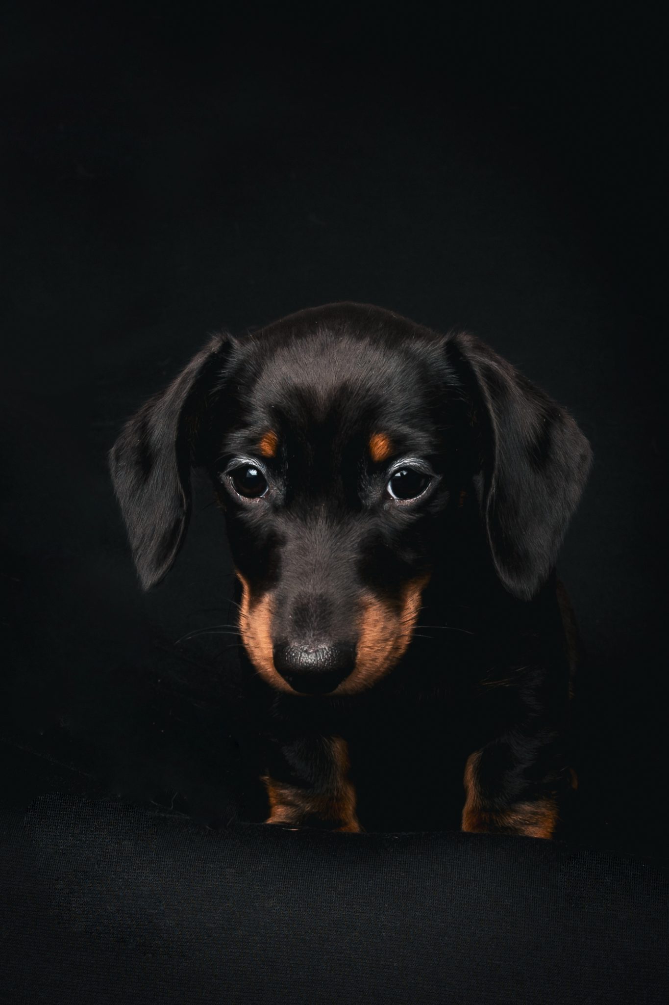Dash 1365x2048