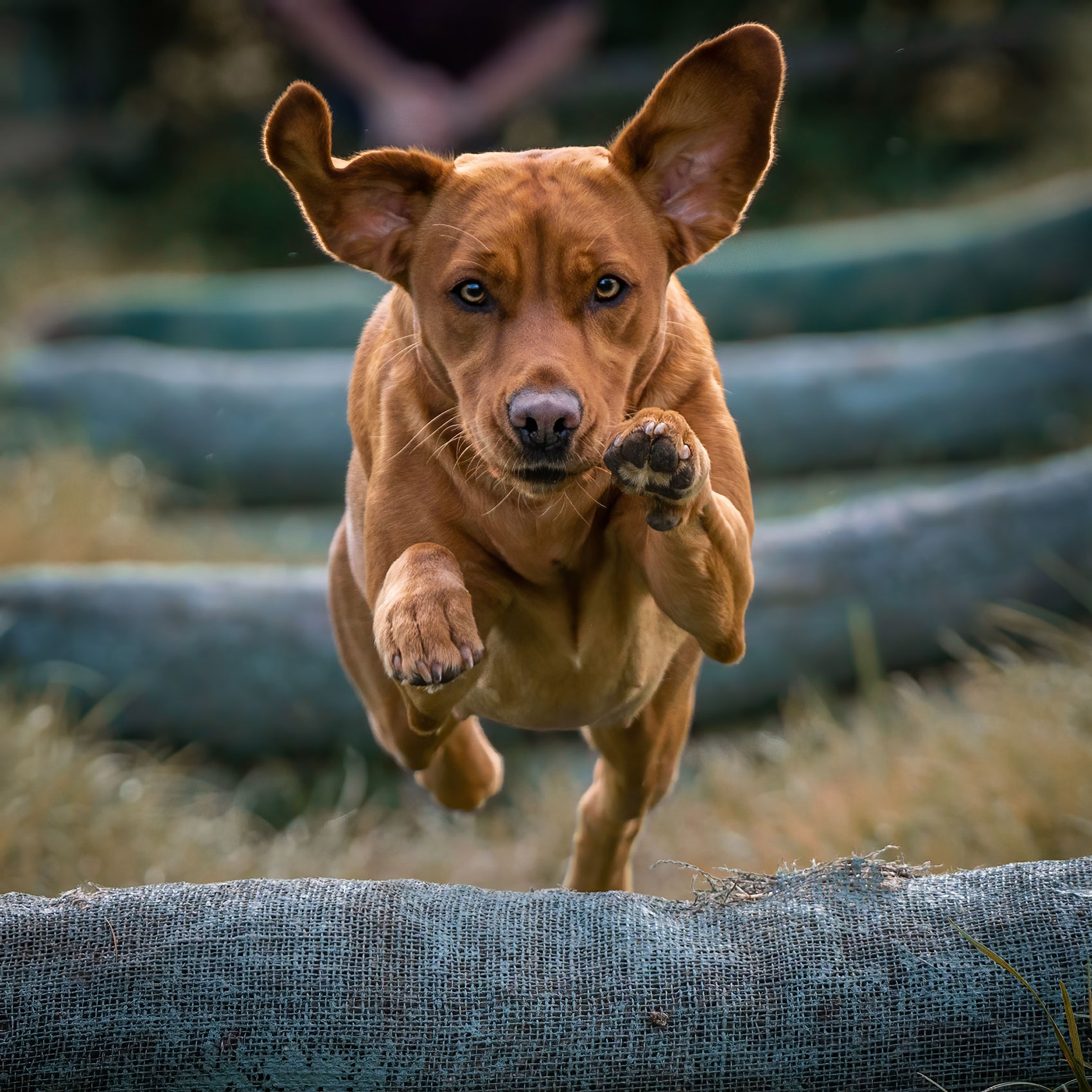 Deberah Tate Gundog Photographer Labrador York.07
