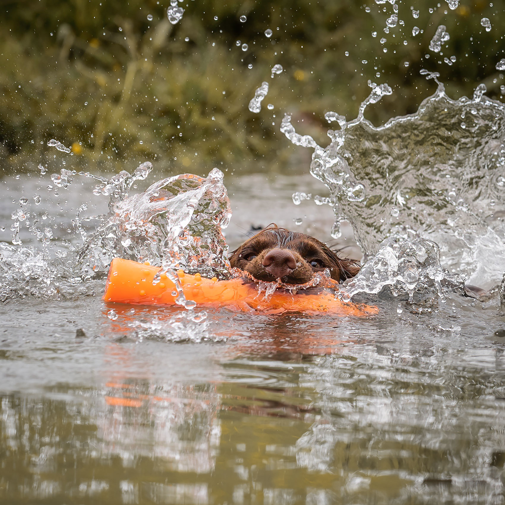 Deberah Tate Gundog Photographer Spaniel Water 04