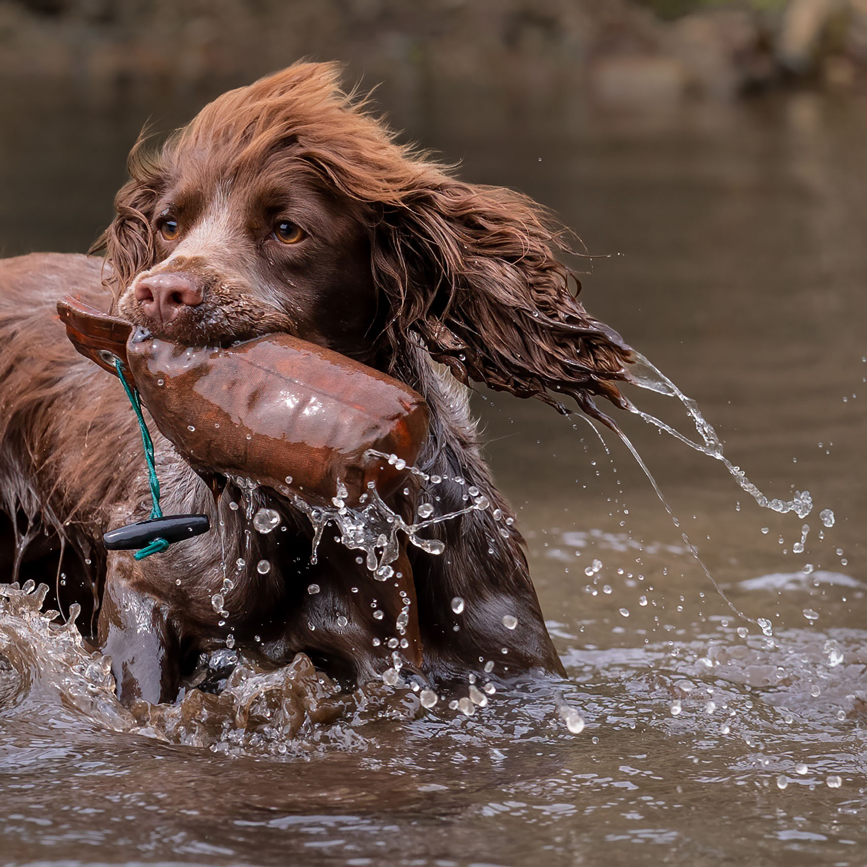 Deberah Tate Gundog Photographer York.06