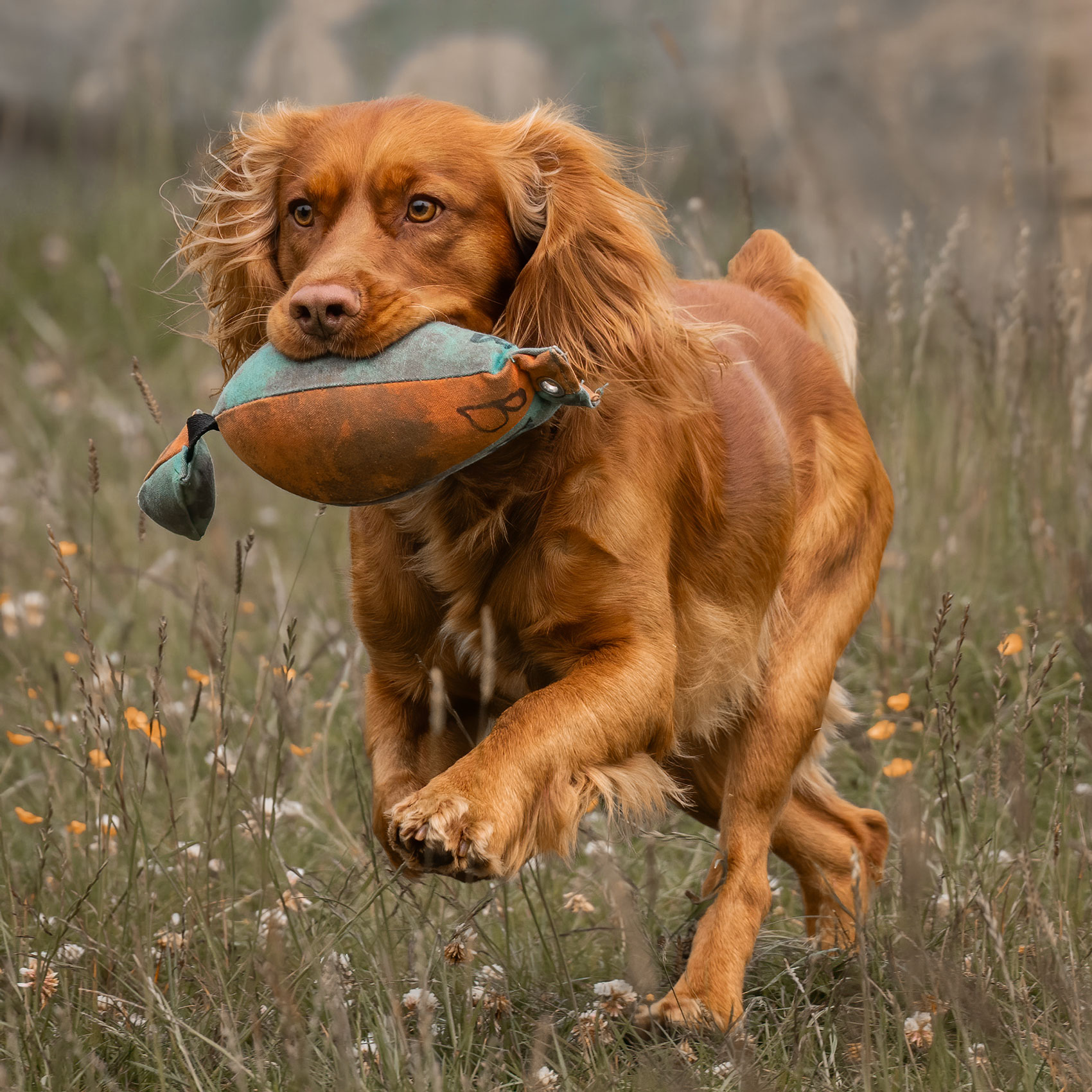 Deberah tate gundog photographer york 02