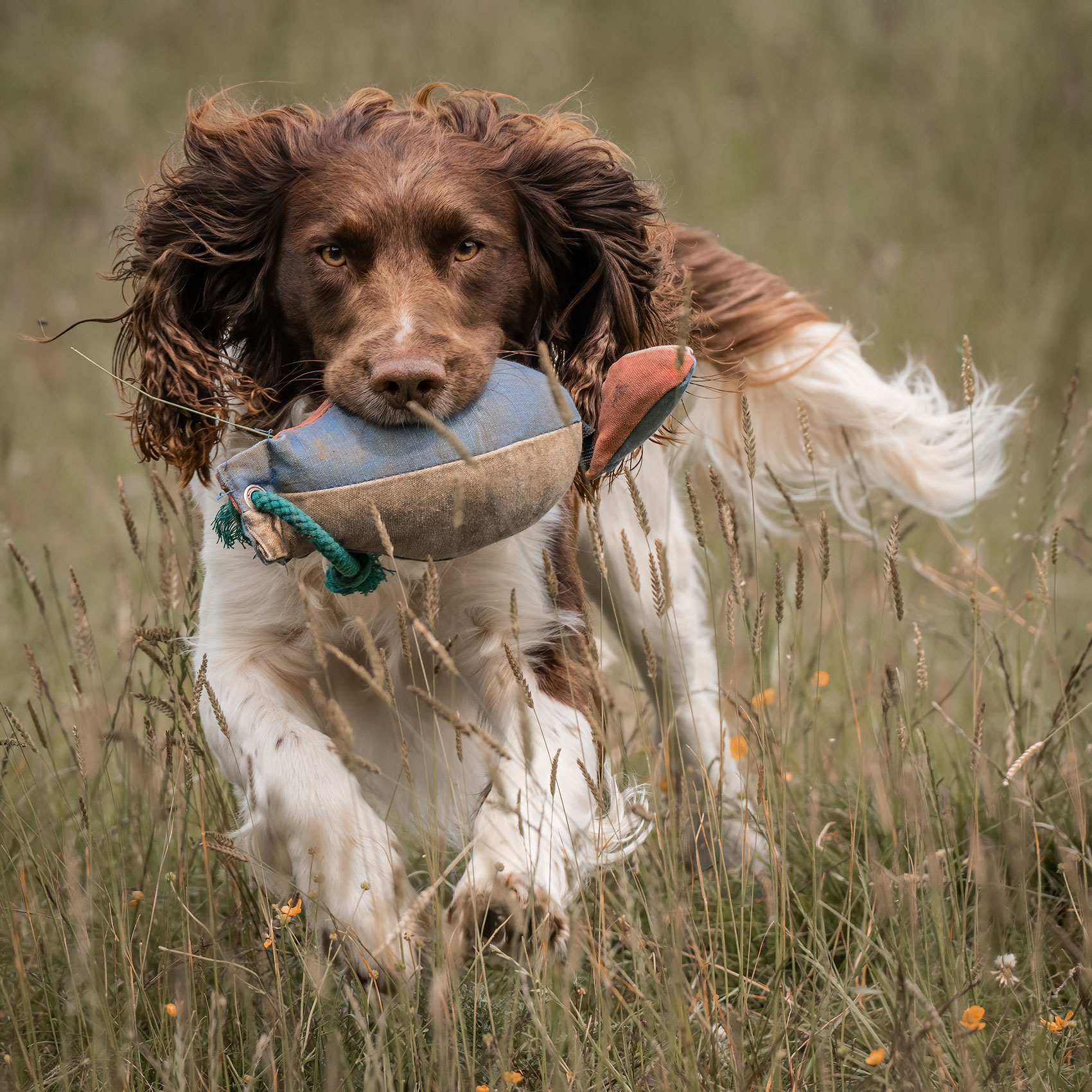Deberah tate gundog photographer york 03