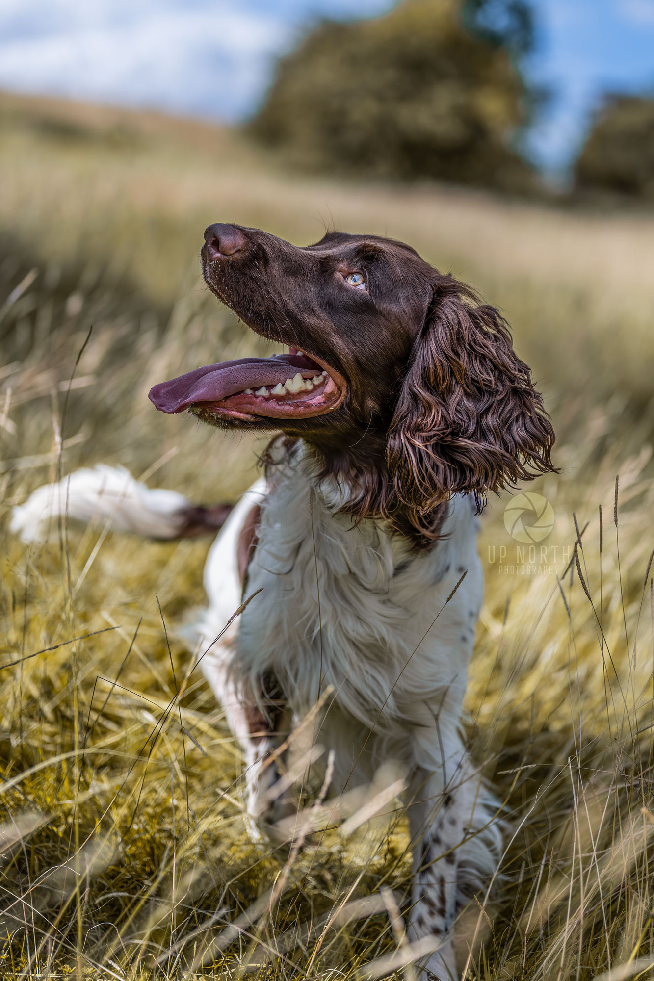 Deberahtate gundog photographer york 11