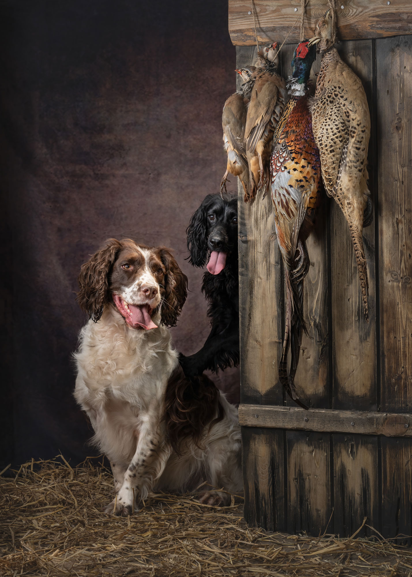 Deberahtate gundog photographer york 13