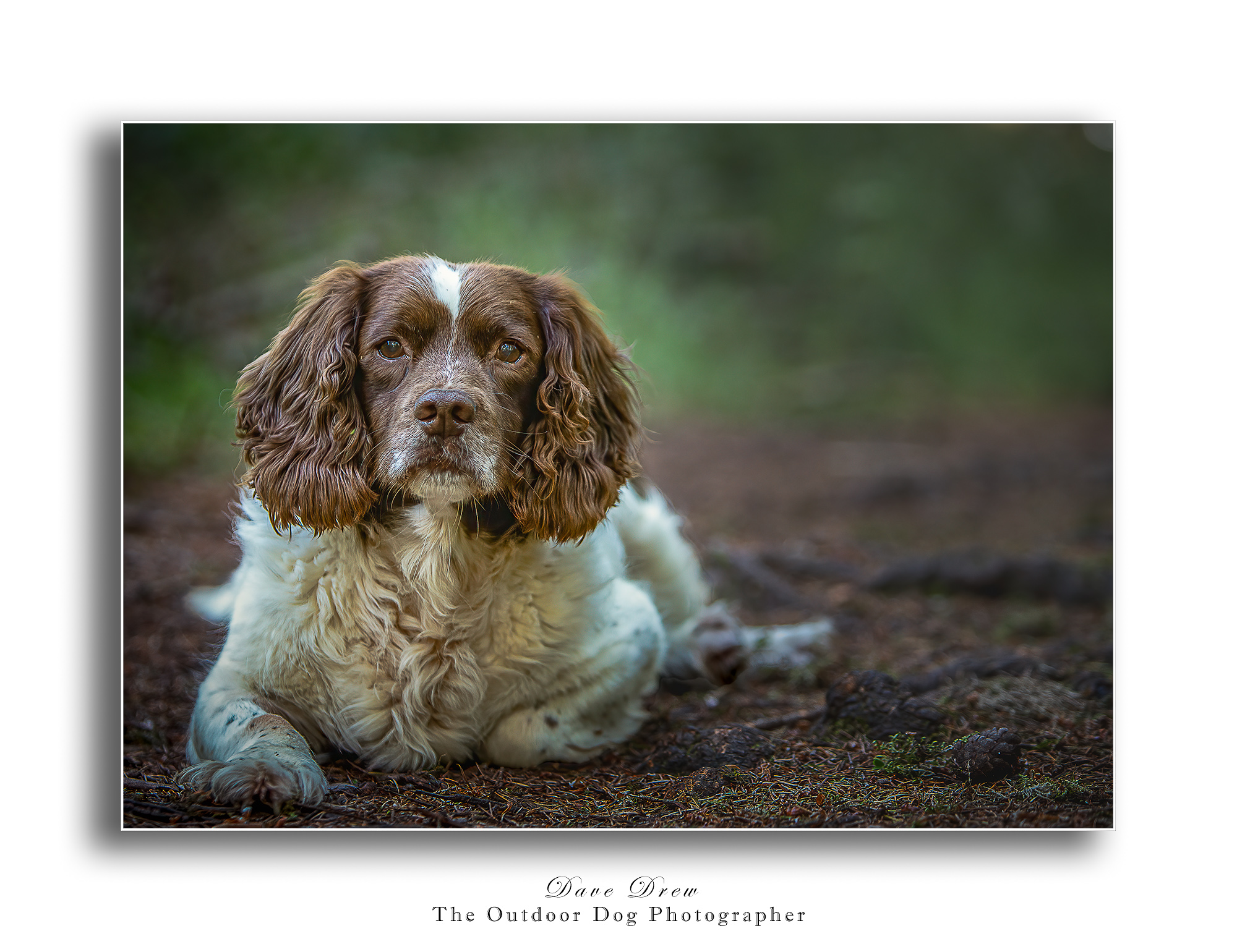 Holly 001