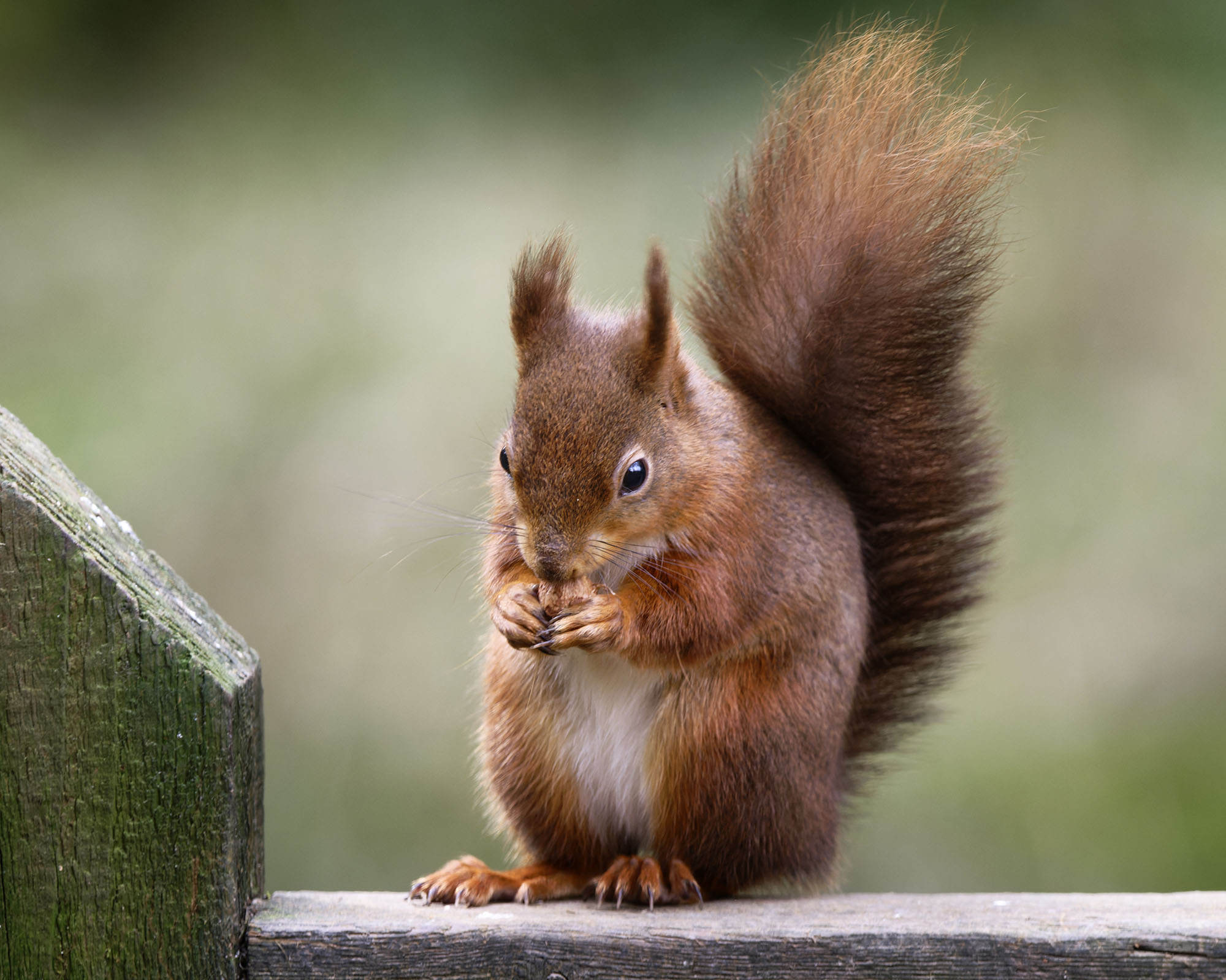 RedSquirrel3