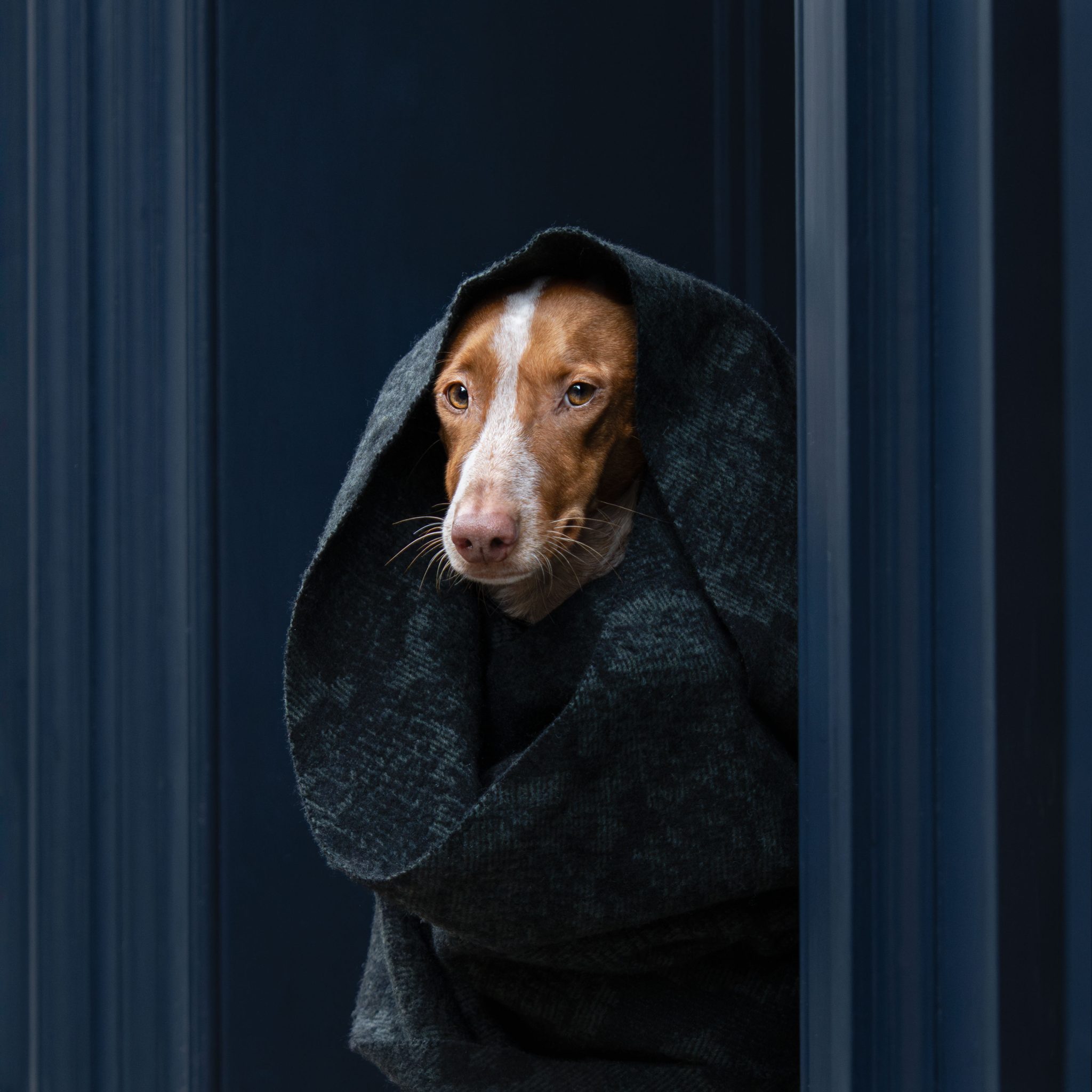 SM New Cloaked in Blue DSC1954 t 2048x2048