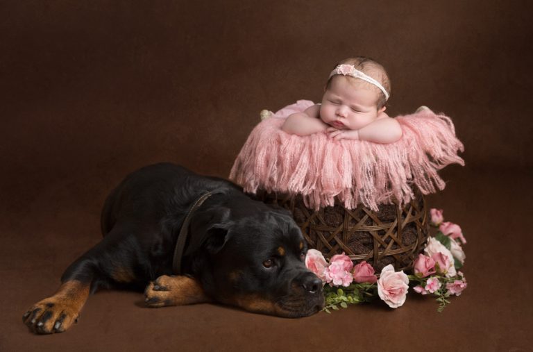 Sharon Lewis Photography newborn photographer baby girl in basket  with dog 768x507