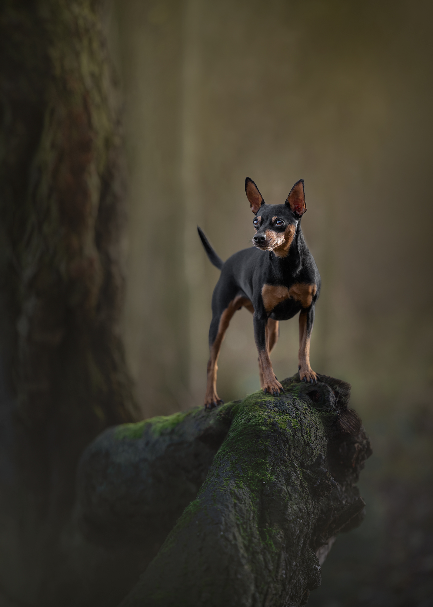 amie barron dog photography king of the lost toys