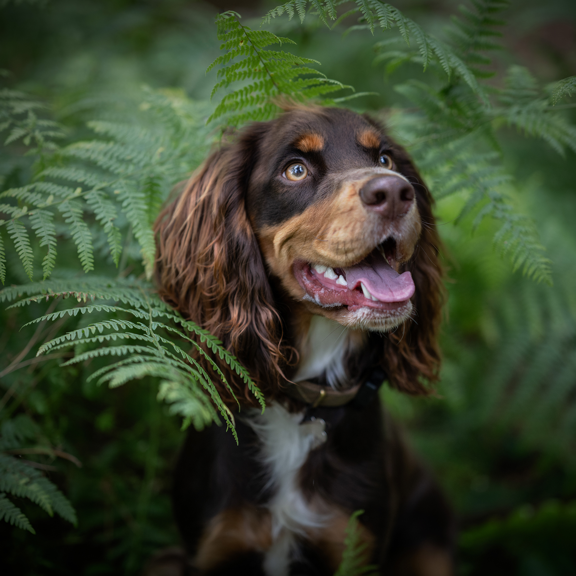 gundog photographer ferns