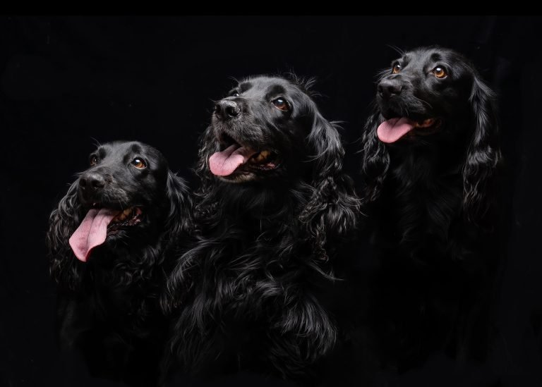 up north photography gundogs in york 768x549